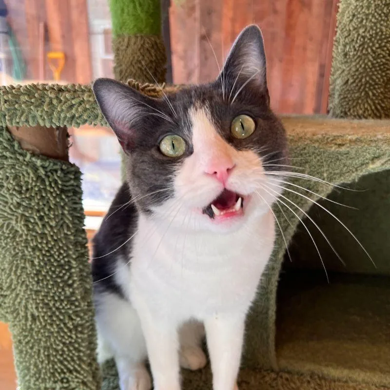 Vancouver thumbnail 6