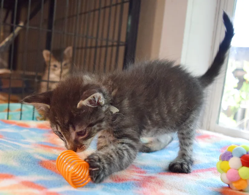 A baby medium-sized male Tabby (Gray / Blue / Silver) Domestic Short Hair cat named Ghost for adoption in Bulverde, TX