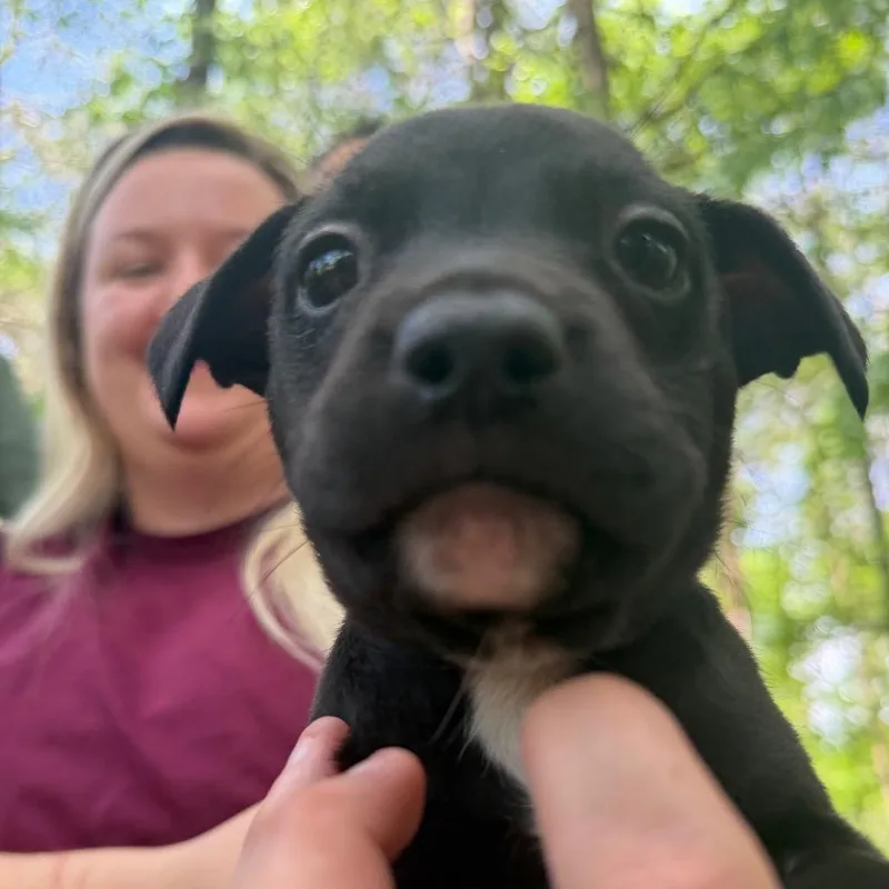 A baby small-sized male Brown / Chocolate Mixed Breed dog named Zoro for adoption in Chattanooga, TN