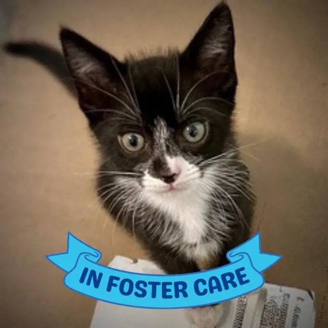 A baby small-sized female Domestic Short Hair cat named Ella for adoption in Tallahassee, FL