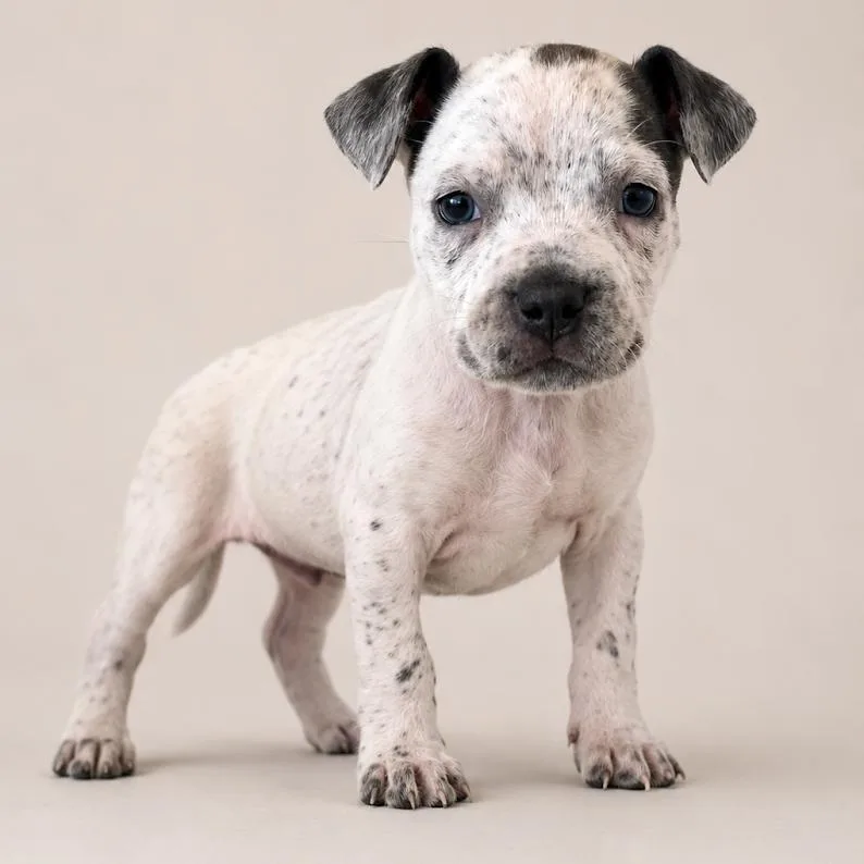 A baby small-sized female White / Cream Pit Bull Terrier dog named Skye for adoption in South Elgin, IL
