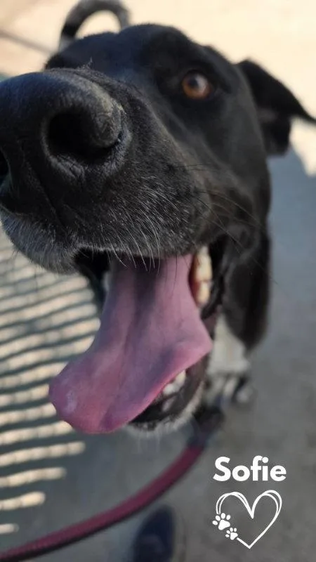 An adult large-sized female Labrador Retriever dog named Sofie for adoption in Monte Vista, CO