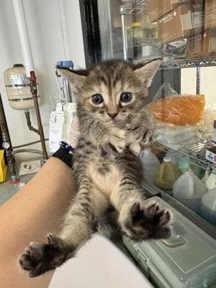 A baby small-sized female Domestic Short Hair cat named Crepes for adoption in West Chester, PA