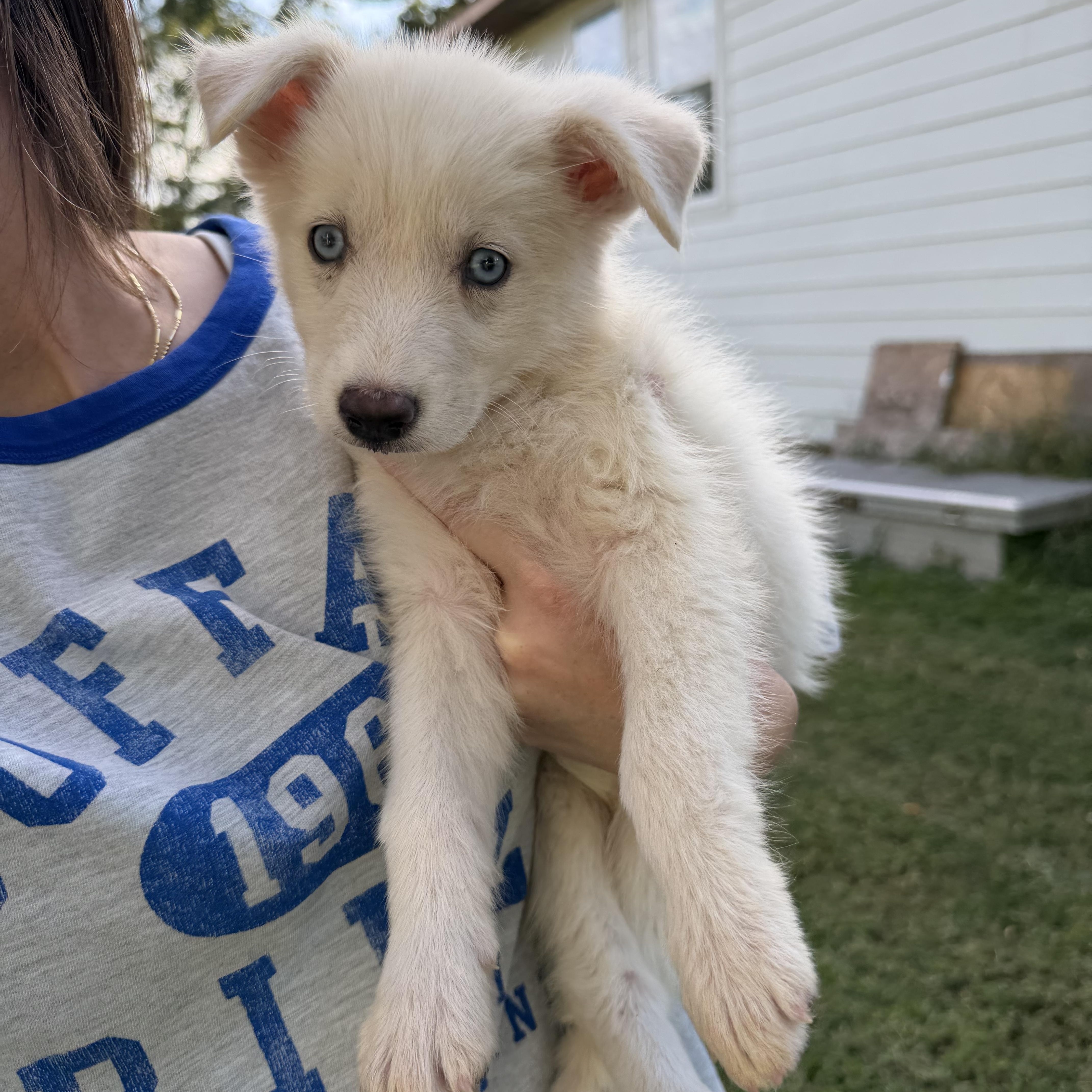 A baby medium-sized female Husky dog named Whitley for adoption in Hamilton , NJ