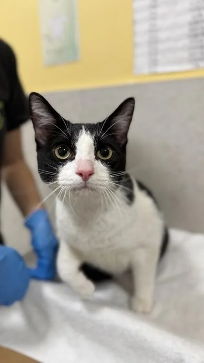 A young small-sized male Domestic Short Hair cat named Dexter for adoption in Honolulu, HI