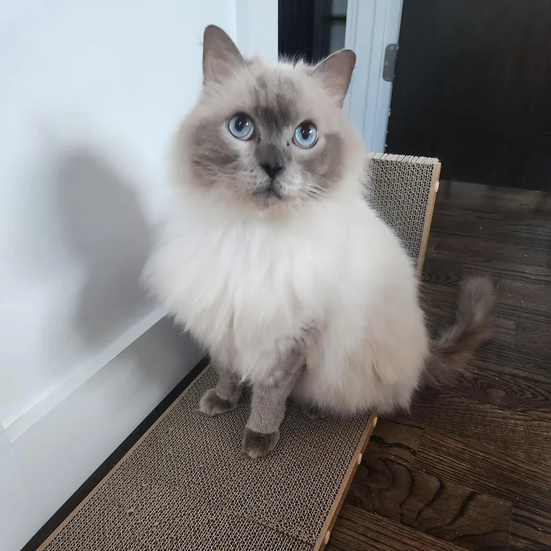 An adult medium-sized male Blue Point Ragdoll cat named Henry Ocean for adoption in Austin, TX