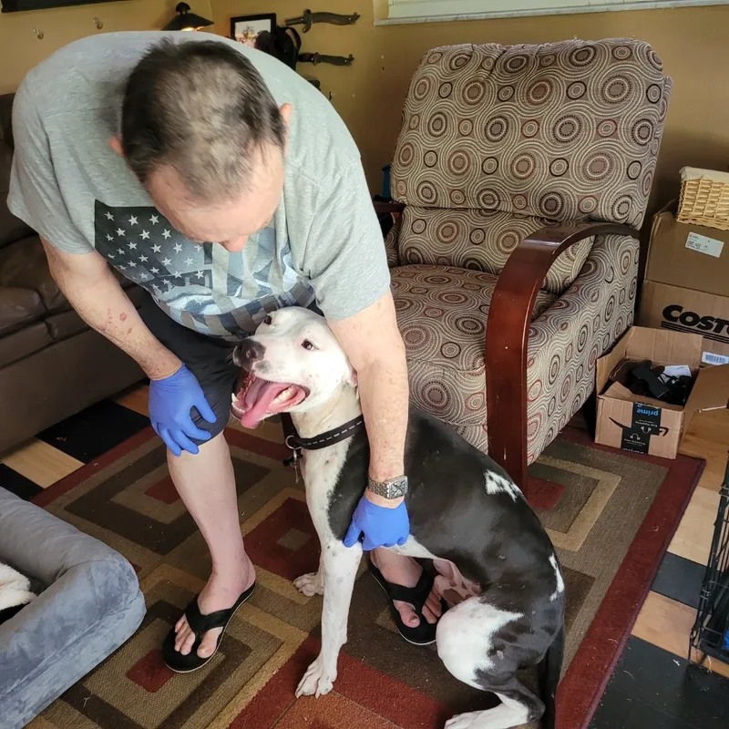 A young large-sized male Black Boxer dog named Moo for adoption in Winter Park, FL