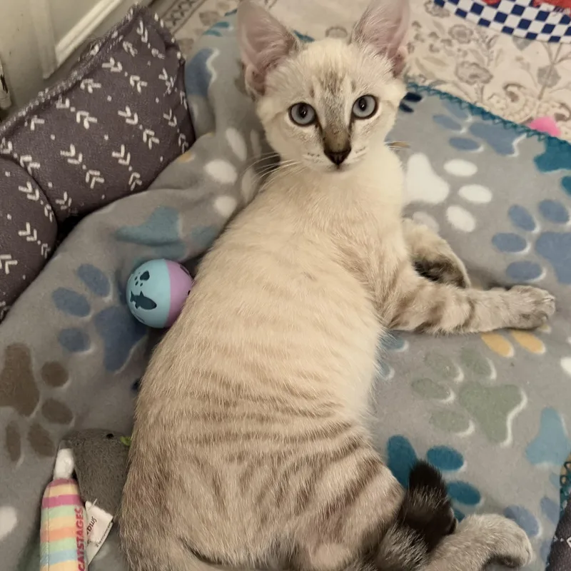 A baby small-sized male Domestic Medium Hair cat named Fifa & Finn for adoption in Liverpool, TX