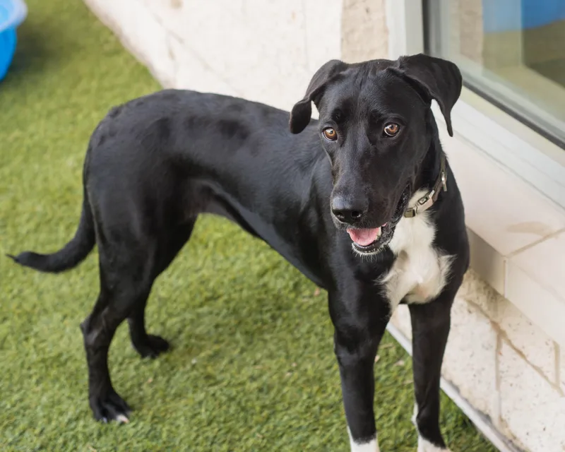 An adult large-sized female Black Labrador Retriever dog named Aubrey for adoption in Mont Belvieu, TX
