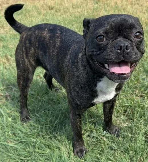 A baby small-sized female Boston Terrier dog named Mocha for adoption in Dallas, TX