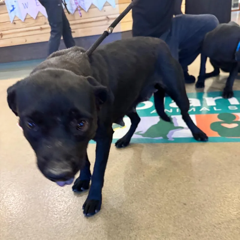 An adult medium-sized male Black Labrador Retriever dog named Iepastray_ for adoption in Upland, CA