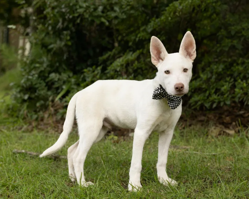 A baby medium-sized male White / Cream Shepherd dog named Duke puppy for adoption in Tuscaloosa, AL