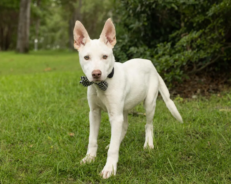 Duke puppy thumbnail 4