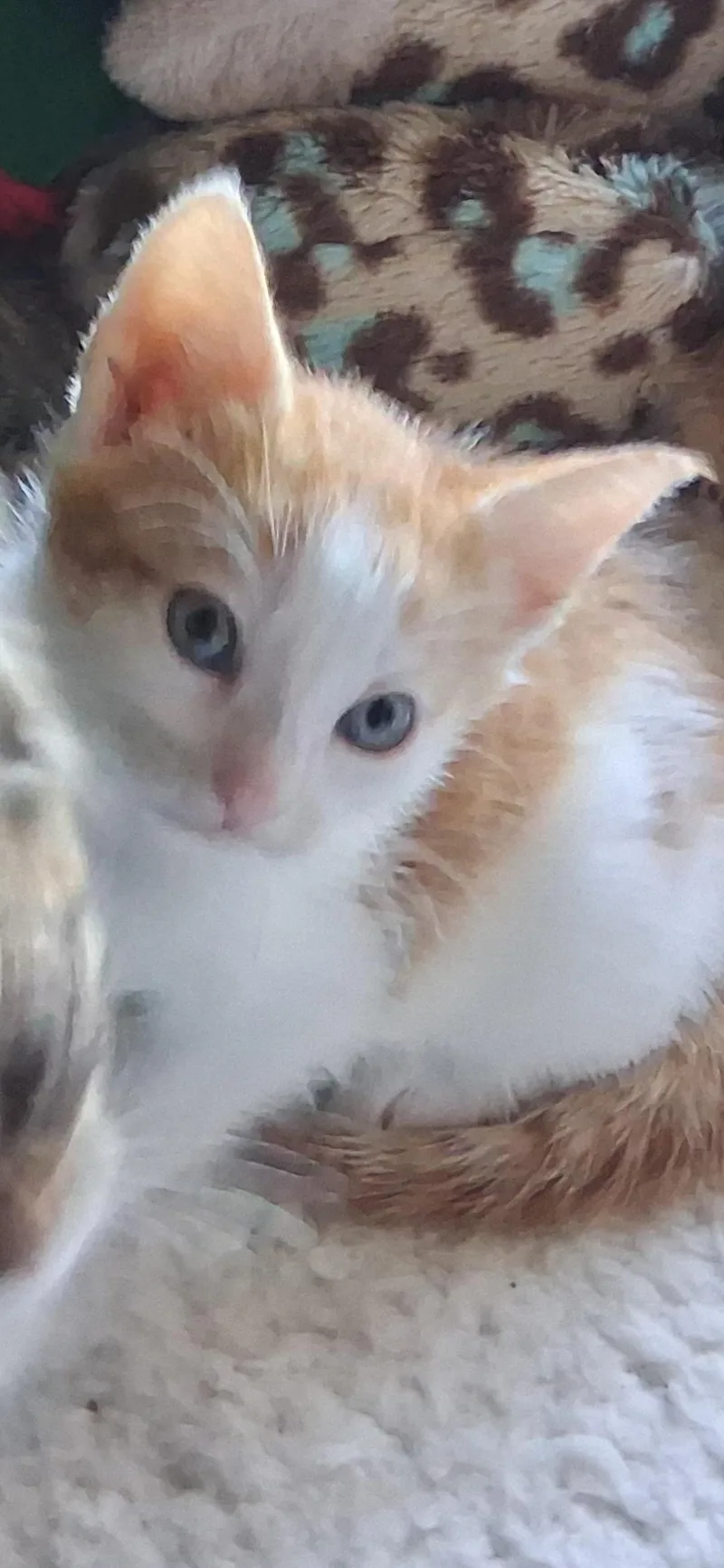 A baby small-sized female Orange & White Domestic Short Hair cat named Sweetie for adoption in Belle Vernon, PA