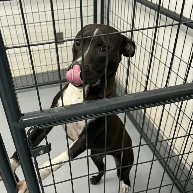 A young medium-sized male Black Mixed Breed dog named Orson for adoption in Rocky Mount, VA