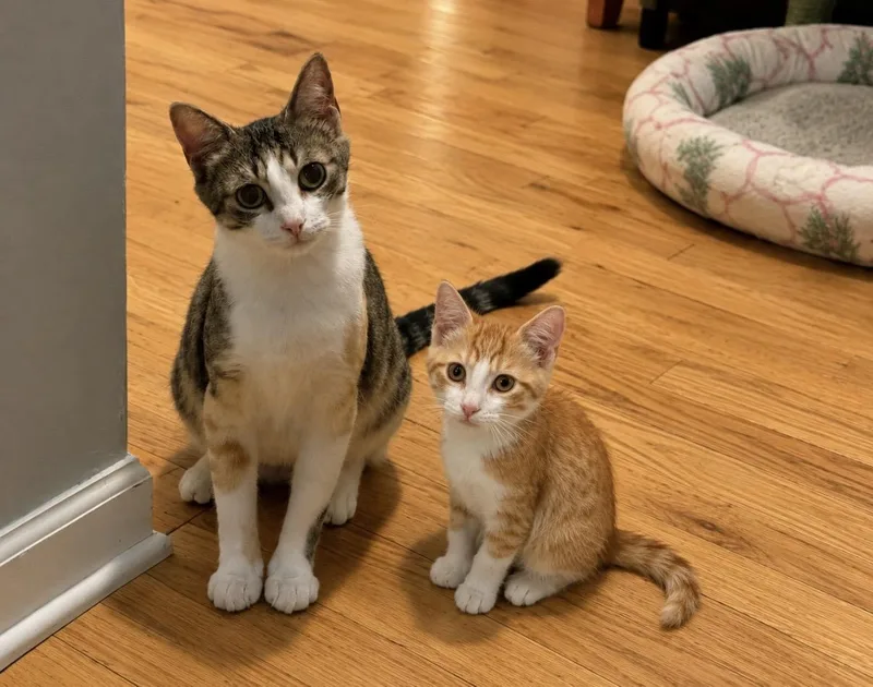 A baby small-sized male Orange & White Calico cat named Calla Lyllie & Jean for adoption in Bronx, NY