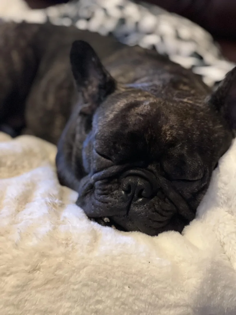 An adult small-sized female French Bulldog dog named P Aka Penny for adoption in modesto, CA