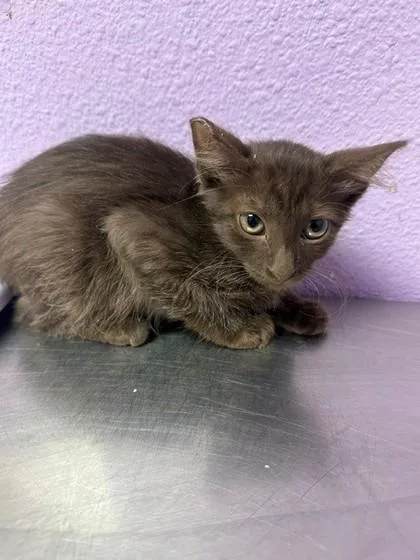 A baby small-sized male Brown / Chocolate Domestic Short Hair cat named Zion for adoption in El Paso, TX