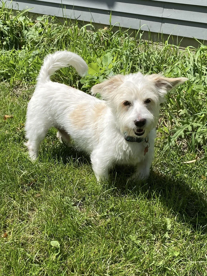 An adult medium-sized male White / Cream West Highland White Terrier / Westie dog named Duffy for adoption in Prior Lake, MN