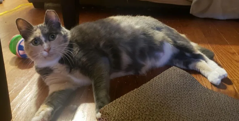 An adult medium-sized female Dilute Calico cat named Butterbean for adoption in Atlanta, GA
