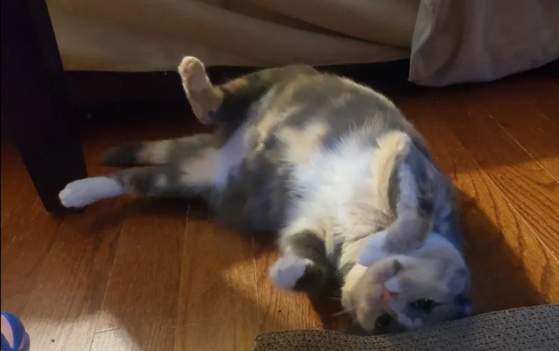 Butterbean thumbnail 2