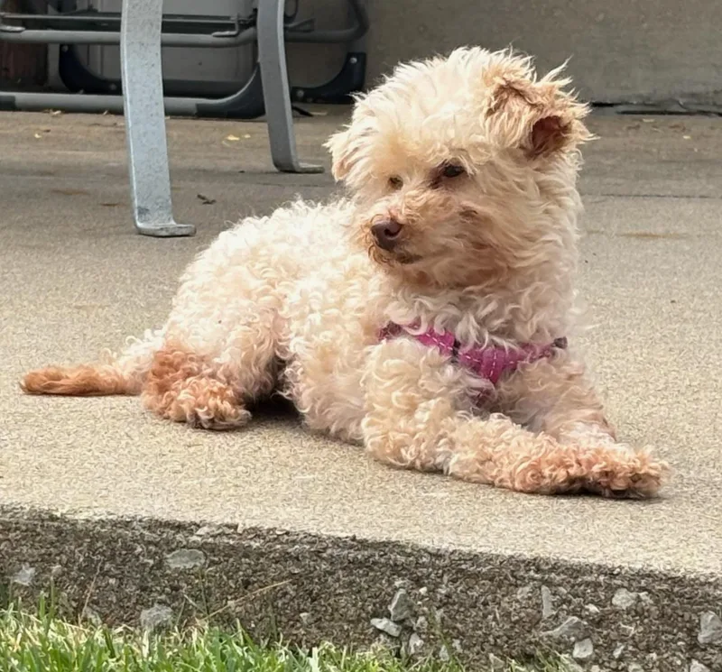 A young small-sized female Apricot / Beige Poodle dog named Sweet Pea  On for adoption in Saint Louis, MO