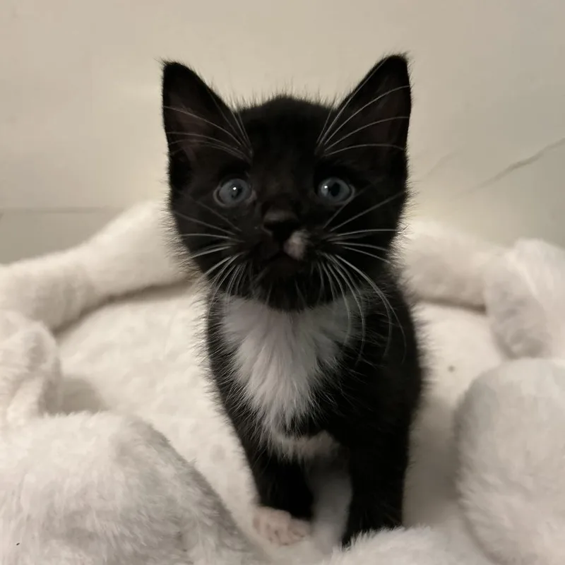 A baby small-sized male Black Domestic Short Hair cat named Spaghetti for adoption in Long Beach, CA