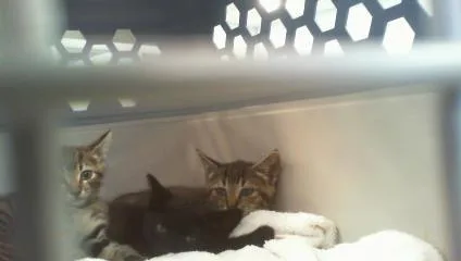 A baby small-sized female Domestic Short Hair cat named Moon for adoption in Charlotte, NC