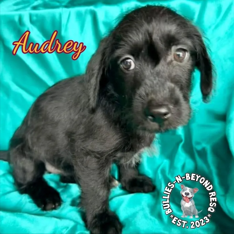 Hollywood Litter: Audrey thumbnail 2
