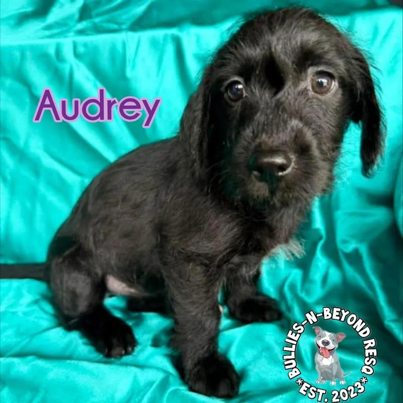 Hollywood Litter: Audrey thumbnail 5