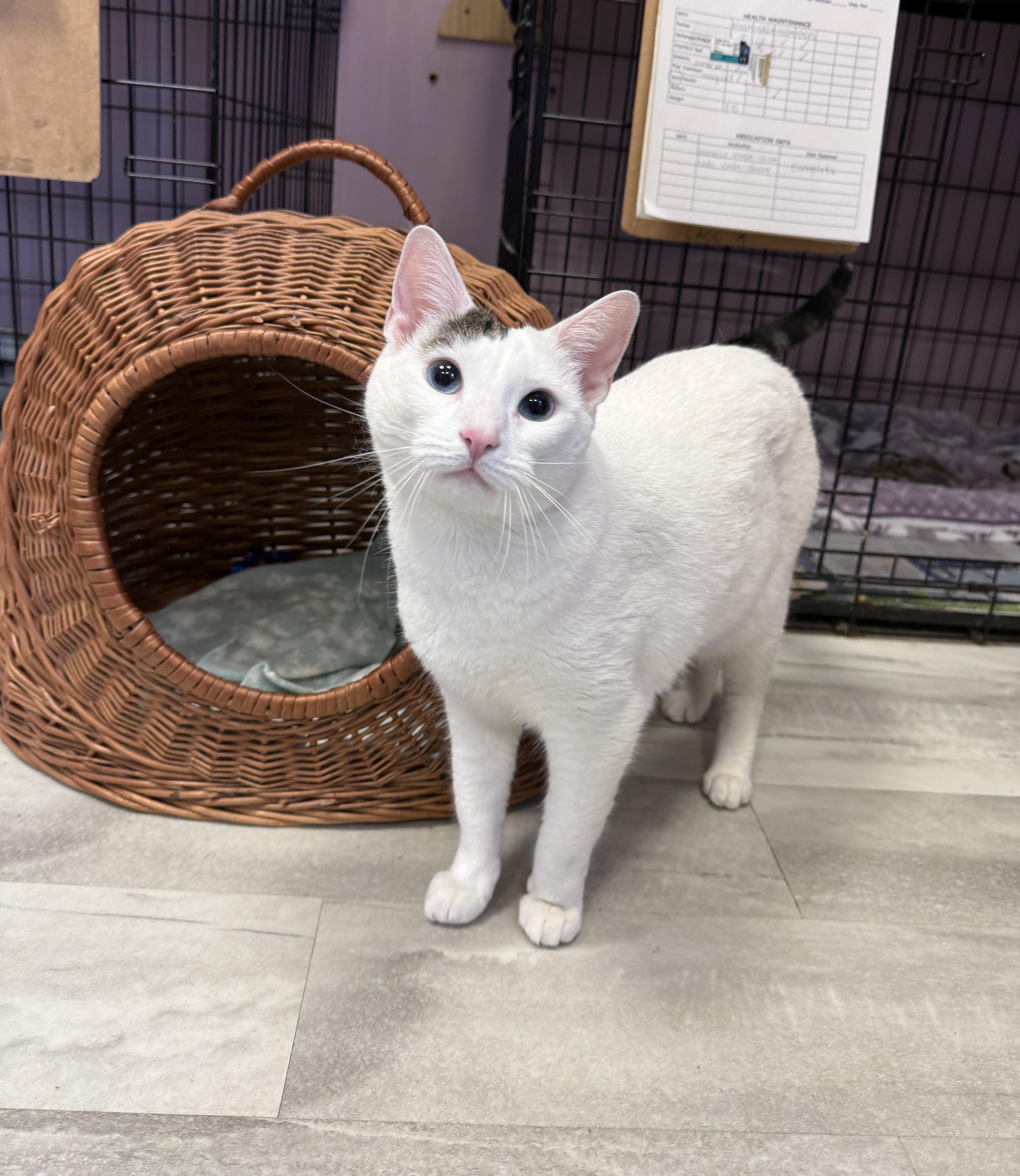 An adult medium-sized female White Domestic Short Hair cat named Phoebe for adoption in Freeport, NY