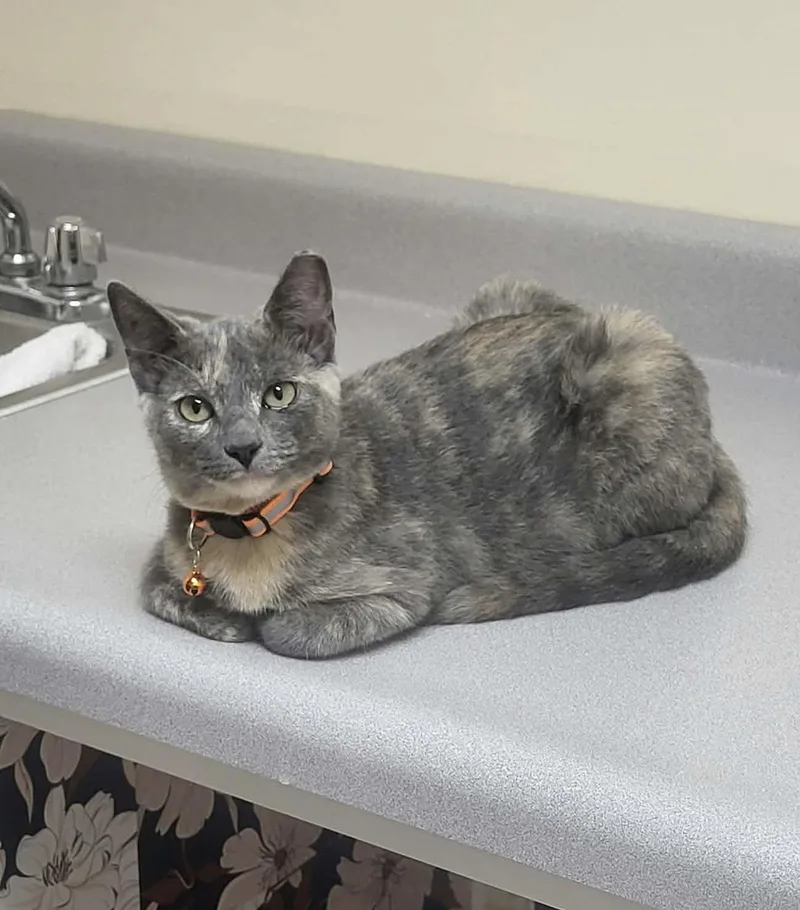 A baby medium-sized female Domestic Short Hair cat named Luna for adoption in Champaign, IL