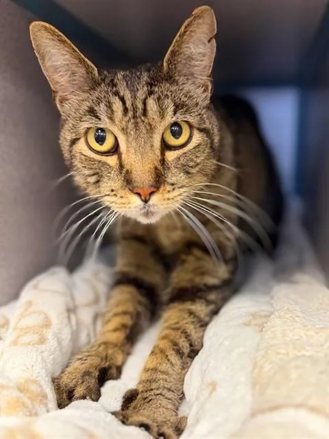 A senior large-sized male Domestic Short Hair cat named Trigger for adoption in Agoura, CA