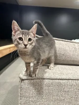 A baby medium-sized male Tabby (Gray / Blue / Silver) Domestic Short Hair cat named Poseidon and Circe for adoption in Mokena, IL