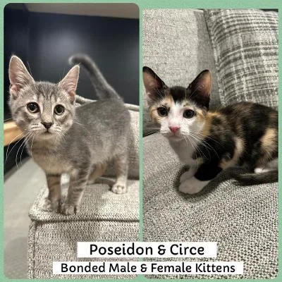 Poseidon and Circe thumbnail 3