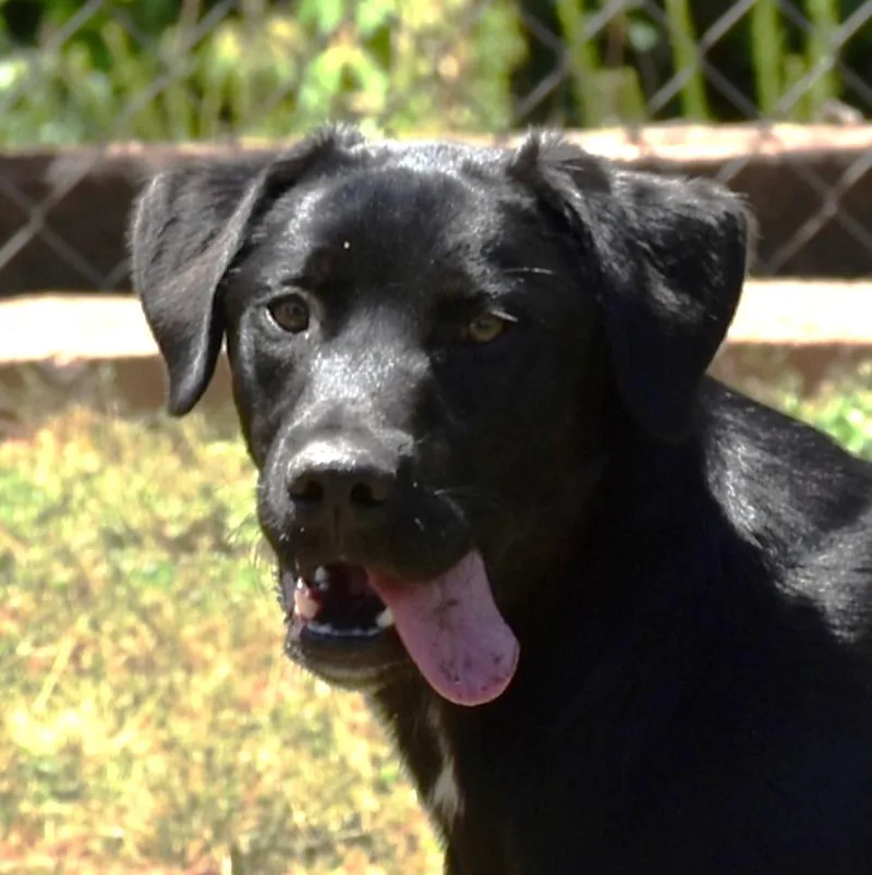 A young medium-sized male Black Labrador Retriever dog named Ace for adoption in Wedowee, AL