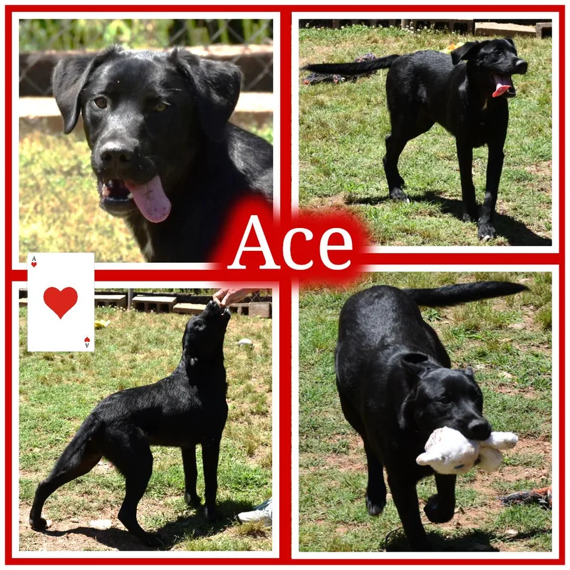 Ace thumbnail 2