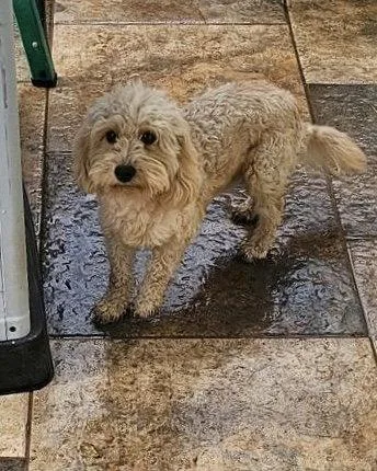 An adult small-sized male Bichon Frise dog named Toby for adoption in Monticello, NY