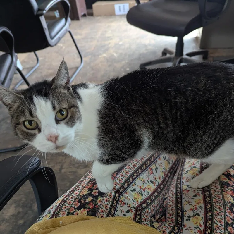 A senior medium-sized female Brown / Chocolate Domestic Short Hair cat named Molly for adoption in Chico, CA