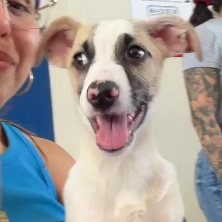 Keyra's Pup: Ryan thumbnail 4