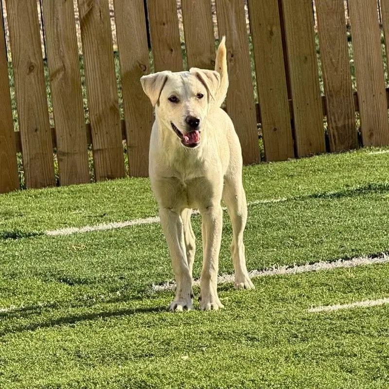 Dixie