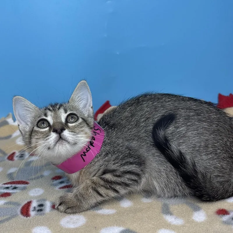 A baby small-sized female Torbie Domestic Short Hair cat named Shadow for adoption in San Antonio, TX