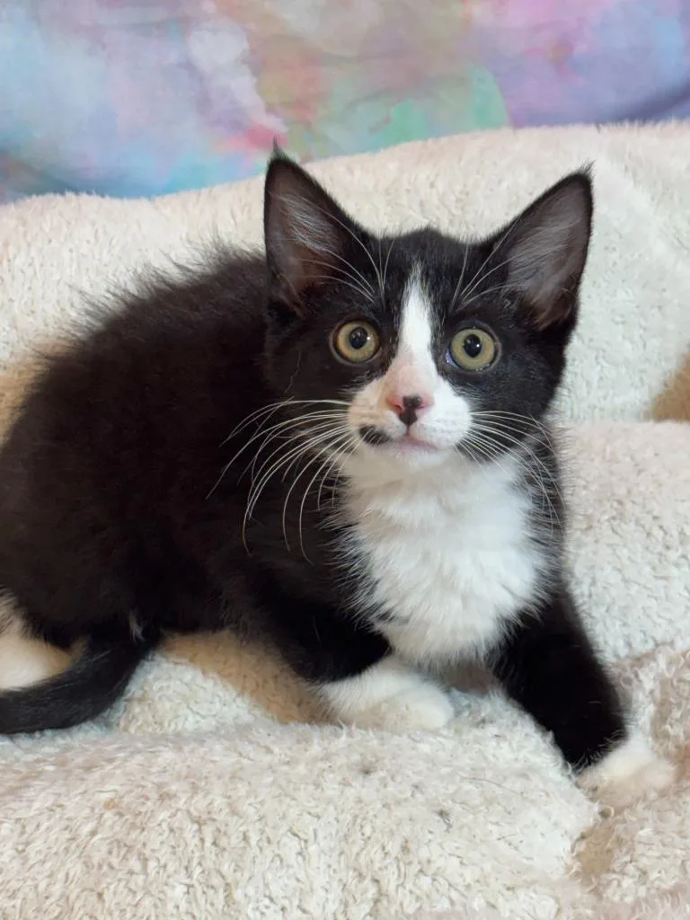 A baby medium-sized male Domestic Short Hair cat named Tanner for adoption in Wintersville, OH