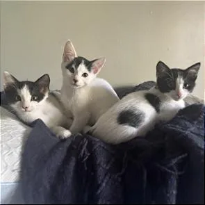 A baby small-sized male White Domestic Short Hair cat named A Cookie for adoption in Pleasant Hill, CA
