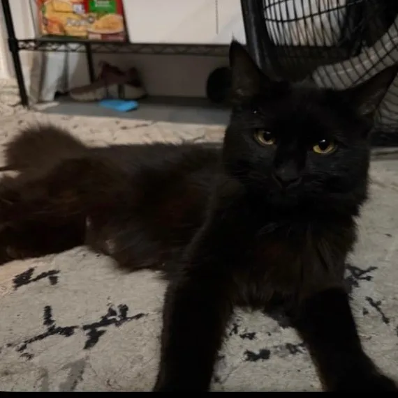 A young medium-sized female Black Domestic Long Hair cat named Onyx for adoption in atlanta, GA