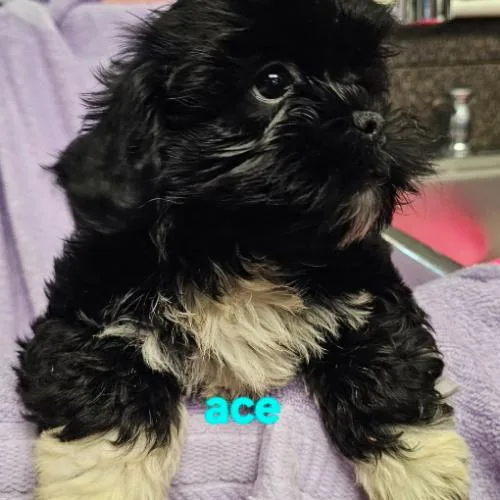 A baby small-sized male Bicolor Shih poo dog named Ace for adoption in Twin lakes, WI
