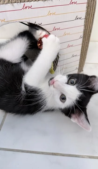 A baby small-sized male Domestic Short Hair cat named Ritz Carlton for adoption in Venice, FL