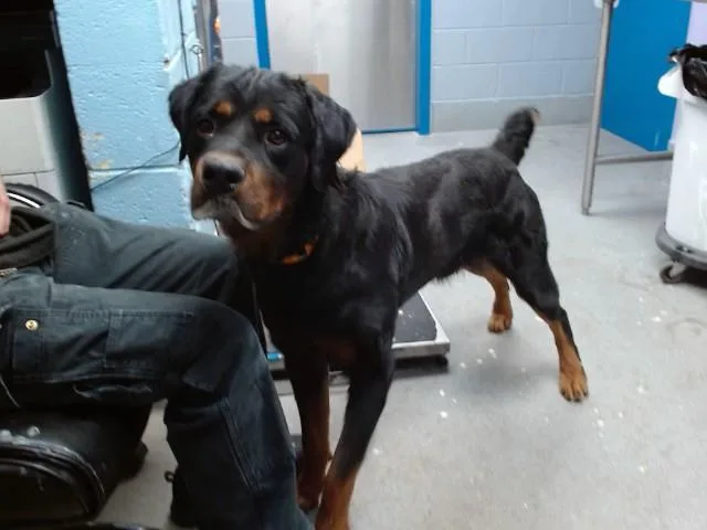 A young medium-sized male Rottweiler dog named Fizzlepop for adoption in Albuquerque, NM