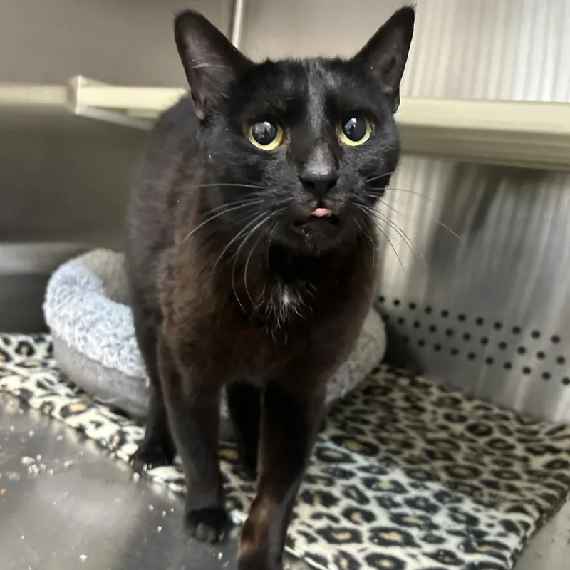 An adult small-sized female Black Domestic Short Hair cat named Maya for adoption in Denver, CO