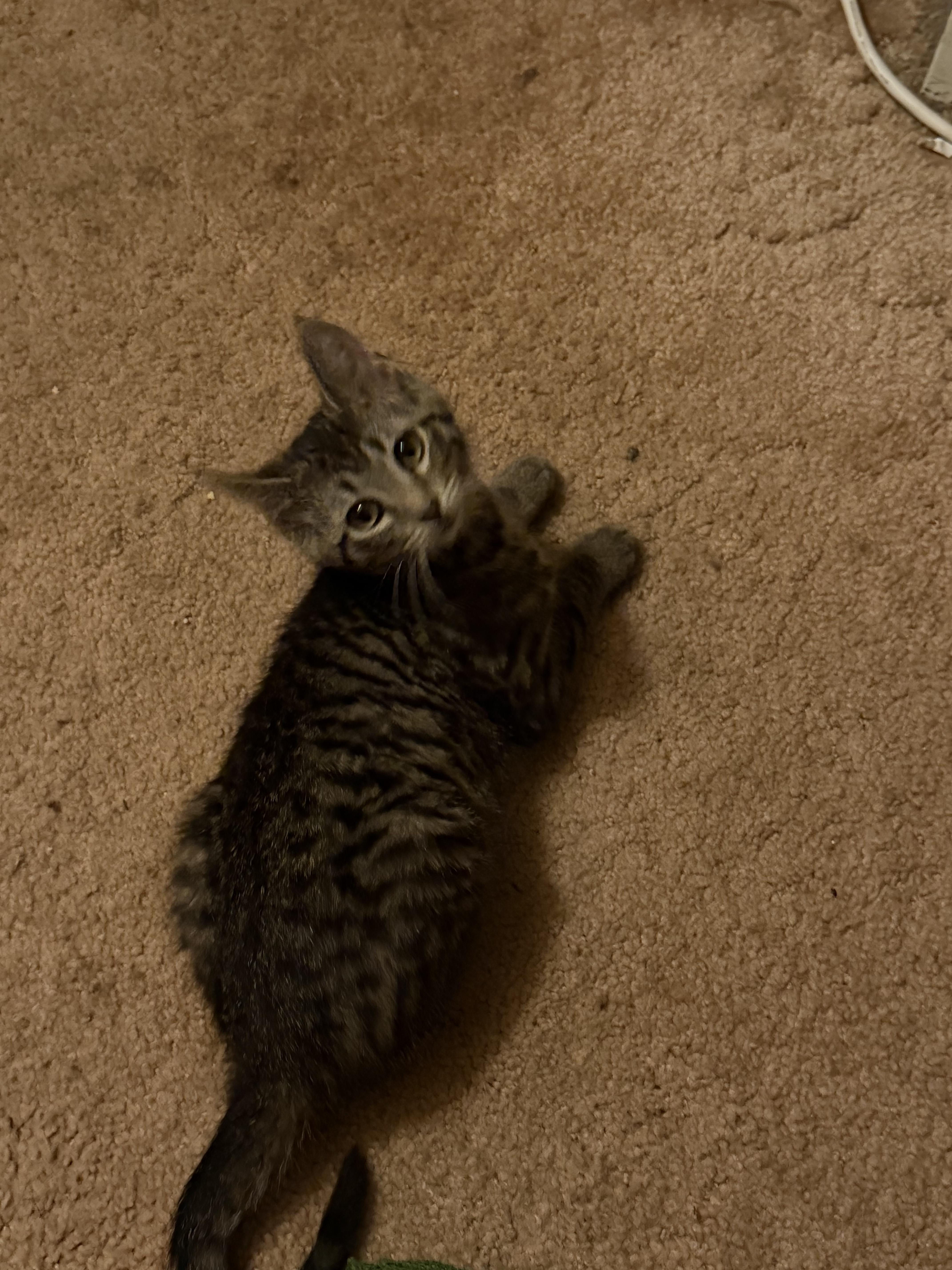 A baby small-sized male Domestic Short Hair cat named Hazelnut for adoption in Bethel Park, PA